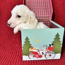 Marshmallow - Piebald male Dachshund puppy in Kissimmee, Florida from Mini Doxie Cuties