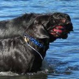 Kona - Labrador Retriever