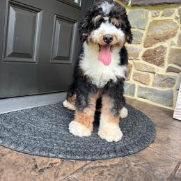 Willow - Bernedoodle