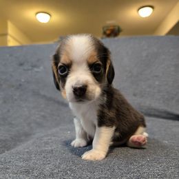 Tiny Tim - Black tan and white male Beagle puppy in Greenwood, Missouri from Nukee Beagles and Corgis