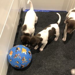 German Shorthaired Pointer Puppies from Chasing Kaya GSP Breeder