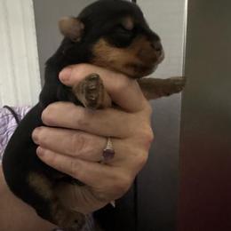 Bob - Black and tan male Yorkshire Terrier puppy in Lamar, Missouri from RJ’S Classy Yorkies