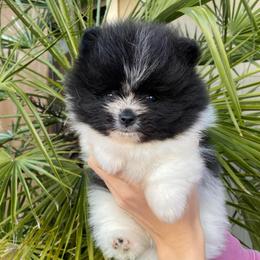 Diesel - Black parti male Pomeranian puppy in Citrus Heights, California from Yev and Marina's Pomeranians (AKC)