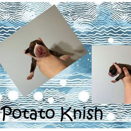 Great Dane Puppies from Alchemy Danes