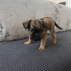 Blaze - Belge female Brussels Griffon puppy in Manteca, California from Middletown Dreams