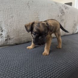 Blaze - Belge female Brussels Griffon puppy in Manteca, California from Middletown Dreams