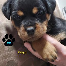Freya - Black and mahogany female Rottweiler puppy in Tangent, Oregon from Raya's Royals