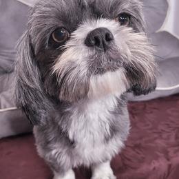 Blue - Shih Tzu