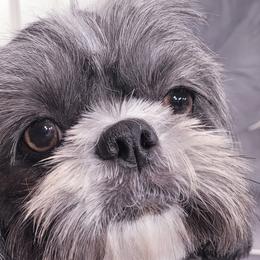 Blue - Shih Tzu
