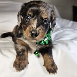 Boy 1 - Dapple male Dachshund puppy in Alvin, Texas from Cosson's Dachshunds of Alvin
