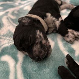 Aussiedoodle Puppies from The Klepper Homestead