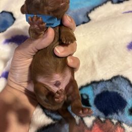Aqua collar - Red male Dachshund puppy in San Antonio, Texas from Corazon Mio Dachshunds