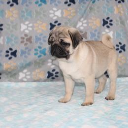 Peanut - Fawn male Pug puppy in Tuscola, Illinois from Dream on puppies