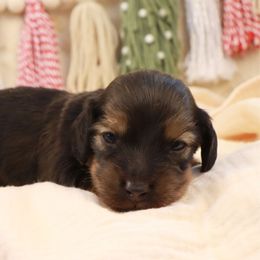 Boy 1 - male Dachshund puppy in Wakarusa, Indiana from PuppyLove Dachshunds
