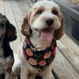 Winston - Cavapoo