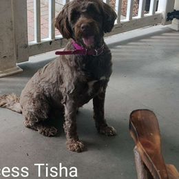 Tisha - Portuguese Water Dog