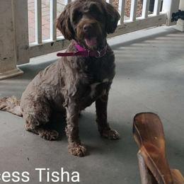 Tisha - Portuguese Water Dog