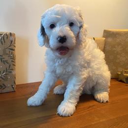 Buckeye - Parti male Goldendoodle puppy in Eaton, Ohio from Dezi’s Sonshine Doodles