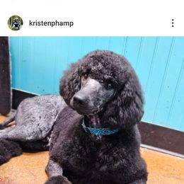 mozart - Poodle