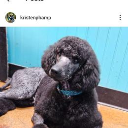 mozart - Poodle