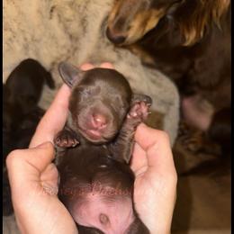 Dachshund Puppies from Dooney's Dachshunds