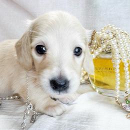 Girl 4 - Cream female Dachshund puppy in Ocala, Florida from Sugarbakers Kennel