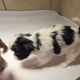 B W  female new pics and video - Black and white female Shih Tzu puppy in Lebanon, Missouri from Anna's Babies in the Midwest
