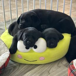 Labrador Retriever Puppies from Westport Labradors