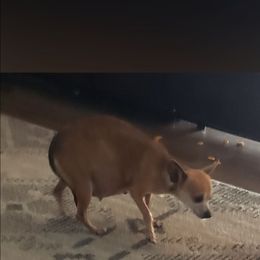 Pepper - Chihuahua