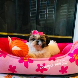Tiny Dolly-Hold - Gold and white female Shih Tzu puppy in Manteca, California from Beauty's Shih Tzu (California)