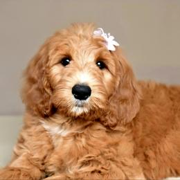 Hawkins Heritage Violet Grace - Apricot female Goldendoodle puppy in Moore, Oklahoma from Hawkins Heritage Goldendoodles