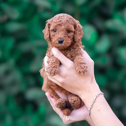 Nova - Red  female Poodle puppy in Fort Myers, Florida from Blossom Paws