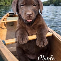 Maple Tinker girl 4 - 6397 - Chocolate female Labrador Retriever puppy in Brandywine, Maryland from QVR Labradors and Leonbergers