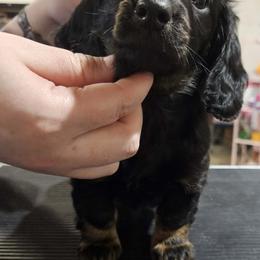 Dachshund Puppies from Howard Hounds