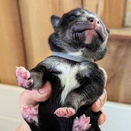 Gray Boy - Black and tan male Lapponian Herder puppy in Prattsburgh, New York from Maalattu Koirankoppi Lapponian Herders