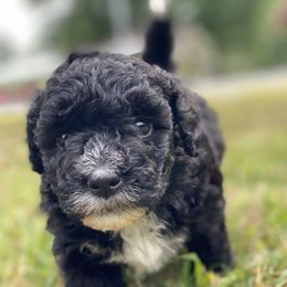 Akira - Black and white Aussiedoodle puppy in Albertville, Alabama from Home Sweet Home Doodles LLC