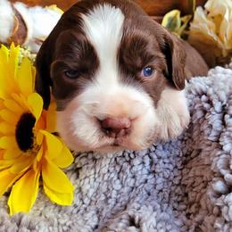 English Springer Spaniel Puppies from Alexia Stanton's English Springer Spaniels