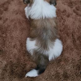 Cavachon, Cavalier King Charles Spaniel, Cavapoo, and Havanese Puppies from Peaks Pups & Cavachon Love Chocolate Cavaliers, Cavaliers, Cavachon’s, Cavapoos & Havanese