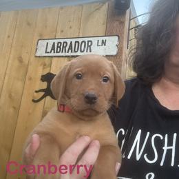Cranberry - Yellow female Labrador Retriever puppy in Tigard, Oregon from Morrison Labrador Retreivers