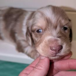 Rolo - Dapple male Dachshund puppy in Unadilla, Georgia from The Hamsley Kennels of South Georgia
