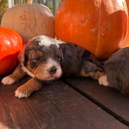 Orville - Merle male Bernedoodle puppy in Mesick, Michigan from Minnie's UpNorth Doodles