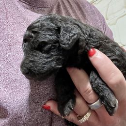 Joe - Silver male Labradoodle puppy in Craig, Nebraska from Top Knot Companions Poodles and Labradoodles