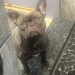 French Bulldogs from Morgan's French Bulldogs