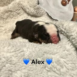Alex - Black tri-color male Bulldog puppy in Phoenix, Arizona from Hamalini Bulldogs LLC