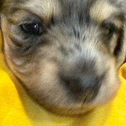 Lavender - Dapple Dachshund puppy in Hanford, California from Cooper Gals Doxies