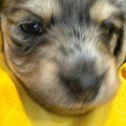 Lavender - Dapple Dachshund puppy in Hanford, California from Cooper Gals Doxies
