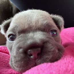 French Bulldog Puppies from Upcountry Frenchies