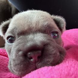 French Bulldog Puppies from Upcountry Frenchies
