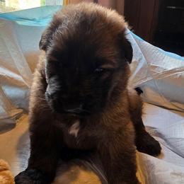 Boy 1 - Sable male German Shepherd puppy in Leon, West Virginia from Heart2Heart Kennels