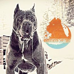Bohdi - Cane Corso